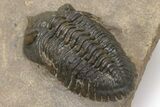 Pseudocryphaeus (Cryphina) Trilobite - Orange Eyes #230470-4